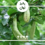 علت جمع شدن برگ درخت گیلاس