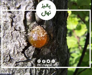 درمان صمغ درخت گیلاس در چند قدم ساده و کاربردی!