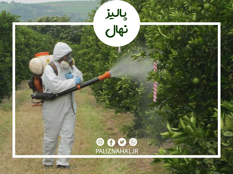 بهترین زمان سم پاشی درخت بادام