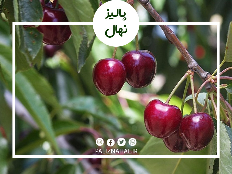 پرورش و زمان سمپاشی درخت گیلاس به چه صورت است؟ پرورش و زمان سمپاشی درخت گیلاس به چه صورت است؟