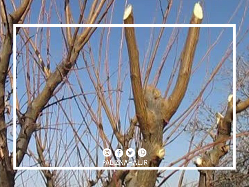 هرس کردن درخت گیلاس