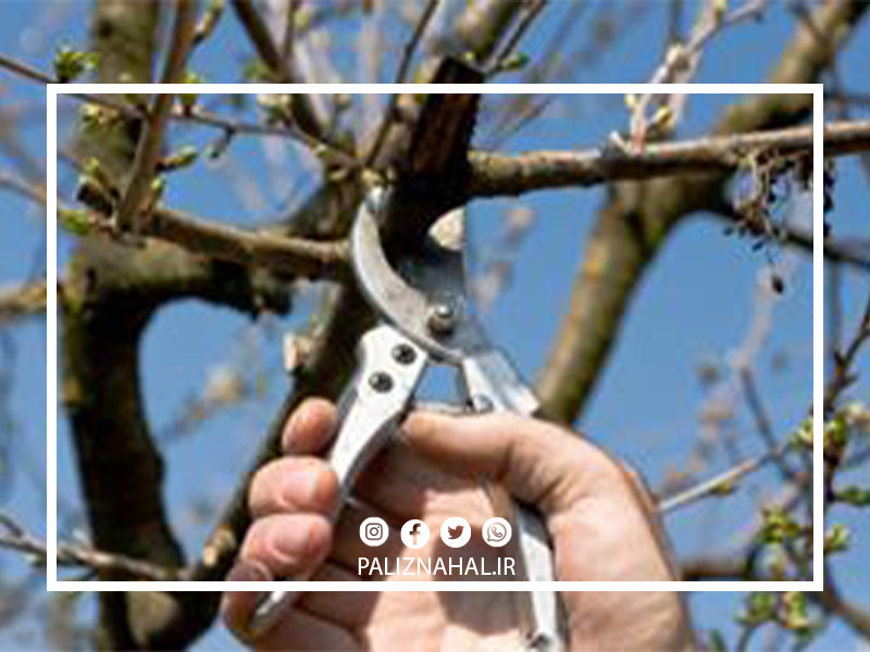 هرس کردن درخت گیلاس