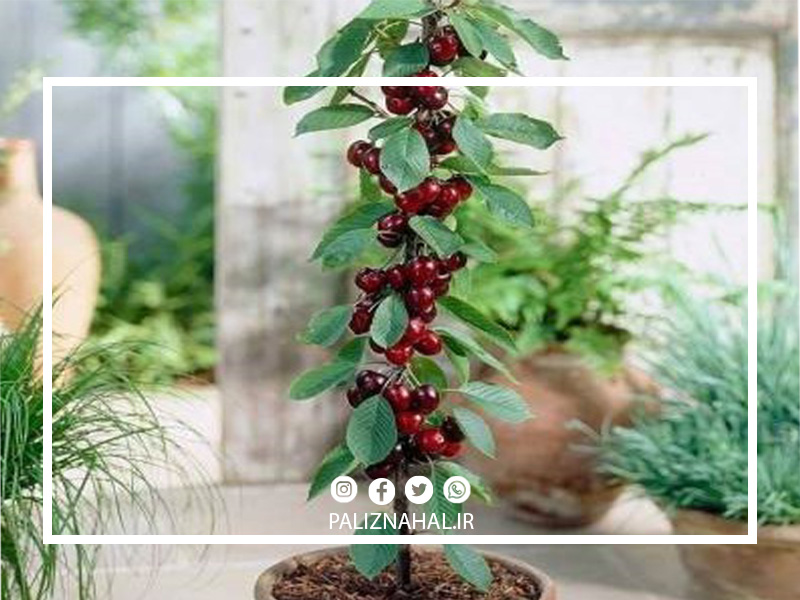 بهترین زمان کاشت درخت گیلاس