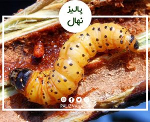 کرم ساقه خوار و روش های مبارزه با آن