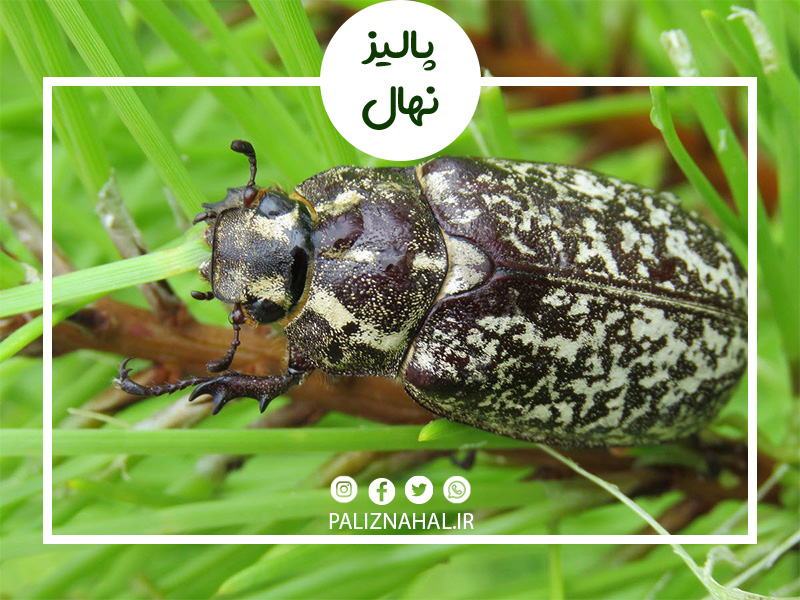 معرفی کرم سفید ریشه و روش های مبارزه با آن معرفی کرم سفید ریشه و روش های مبارزه با آن