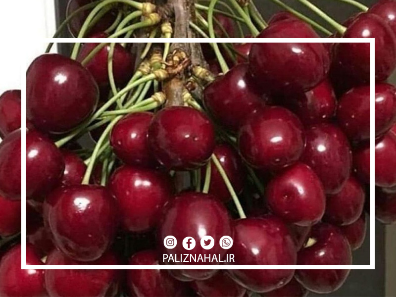عمر درخت گیلاس