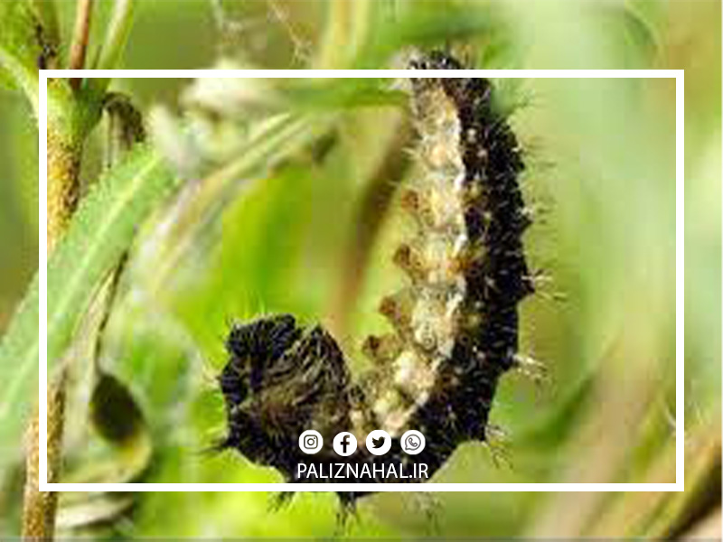 کرم برگخوار