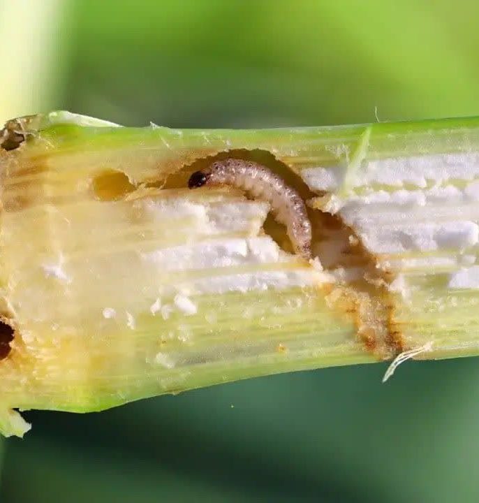 روش‌های مبارزه با کرم ساقه خوار