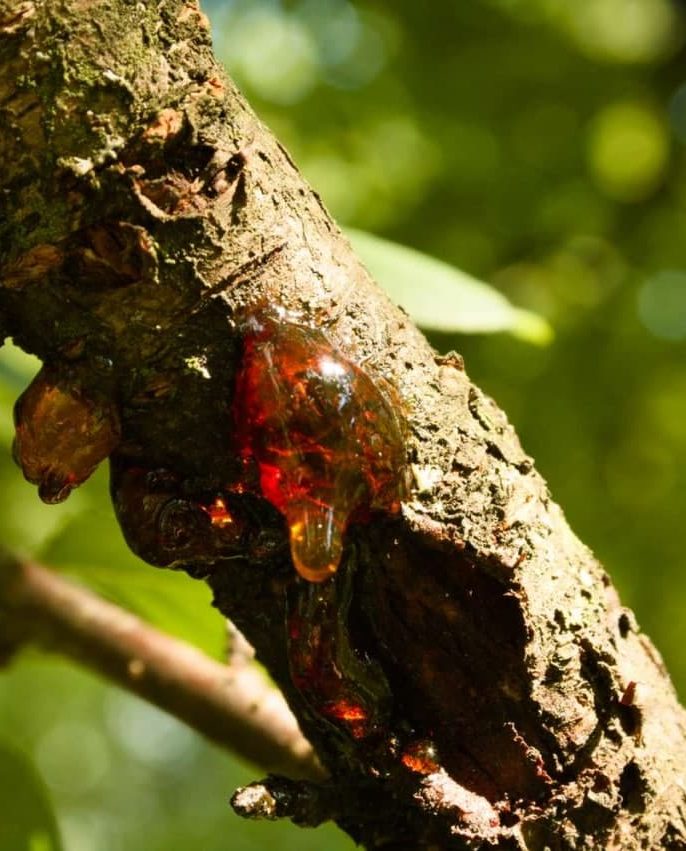 صمغ درخت گیلاس چیست و چرا ایجاد می‌شود؟