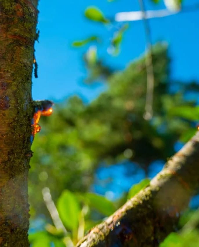 علائم و نشانه‌ های خطرناک همراه با صمغ در درخت گیلاس