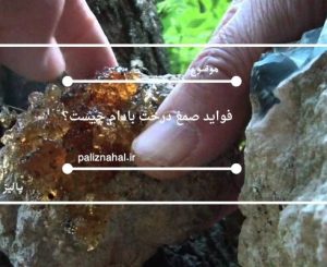 فواید صمغ درخت بادام چیست؟