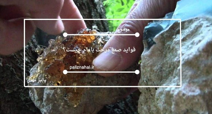 فواید صمغ درخت بادام چیست؟