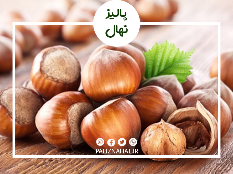 درخت فندق در چند سالگی بار میدهد ؟