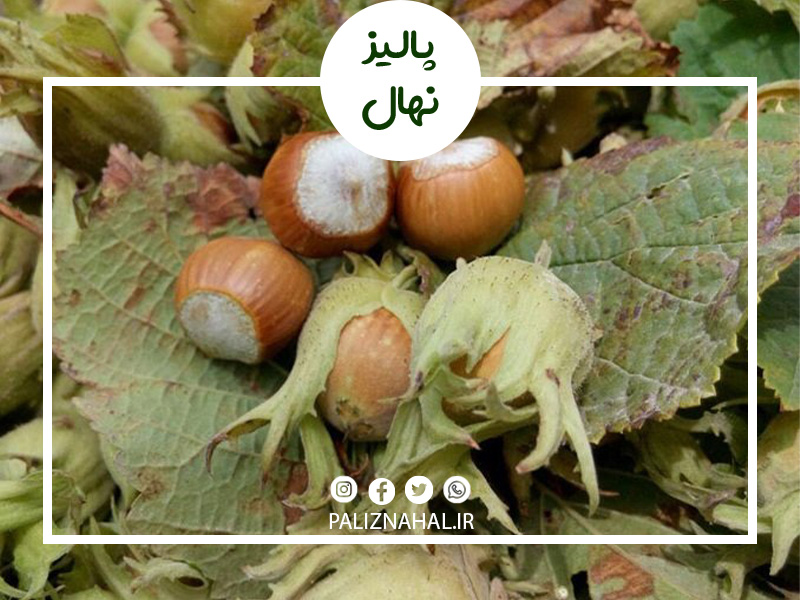 بیماری ها و آفات فندق