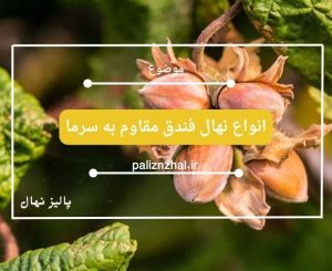 انواع نهال فندق مقاوم به سرما