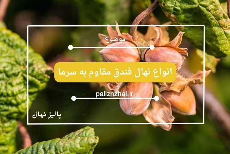 انواع نهال فندق مقاوم به سرما