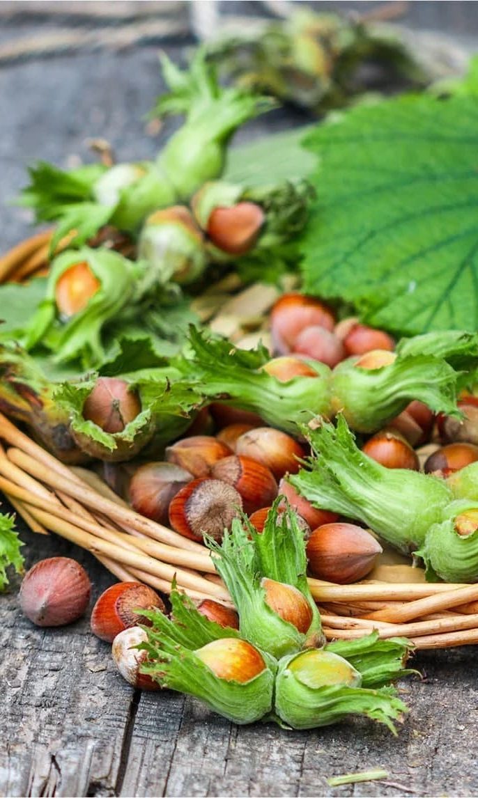 بهترین ارقام نهال فندق مقاوم به سرما