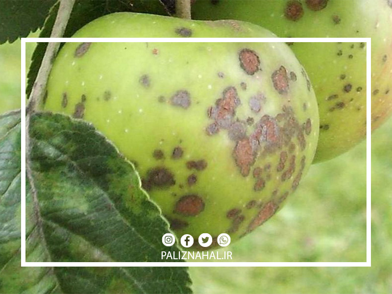 آفات و بیماری های درخت سیب