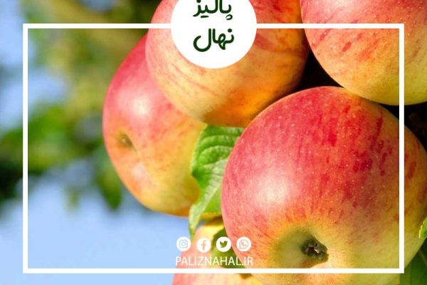 بهترین ارقام نهال سیب برای پرورش در ایران