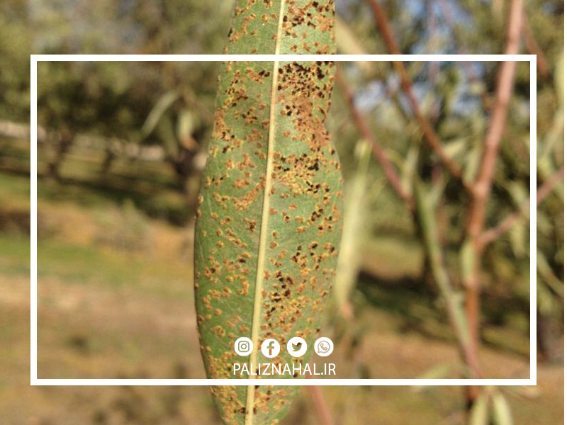 بیماری زنگ درخت هلو