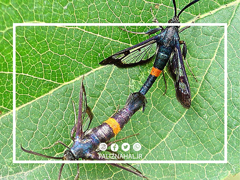 پروانه زنبور نمای چوبخوار هلو
