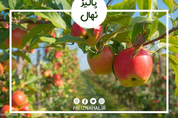 مهمترین آفات و بیماری های درخت سیب