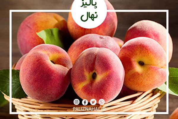 انواع آفت ها و بیماری های نهال هلو را بشناسید