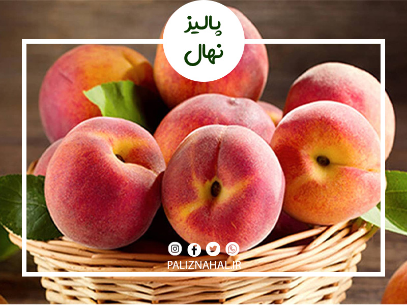 انواع آفت ها و بیماری های نهال هلو را بشناسید