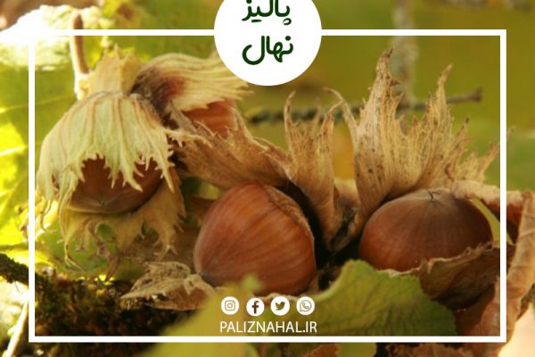 بهترین ارقام نهال فندق برای فروش کدامند؟