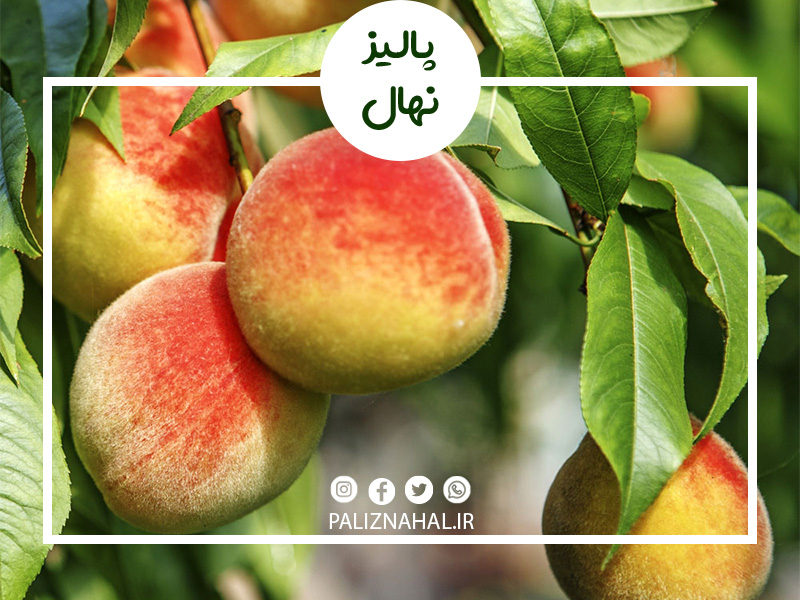 بهترین ارقام نهال هلو