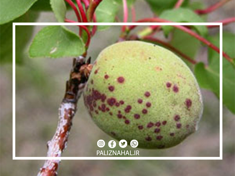 بیماری غربالی هلو