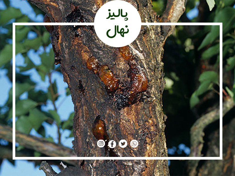 بیماری های باکتریایی درختان هلو و کنترل آنها