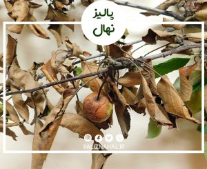 بیماری آتشک سیب : روش های درمان و جلوگیری از درمان