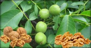 نهال فروشي آنلاين