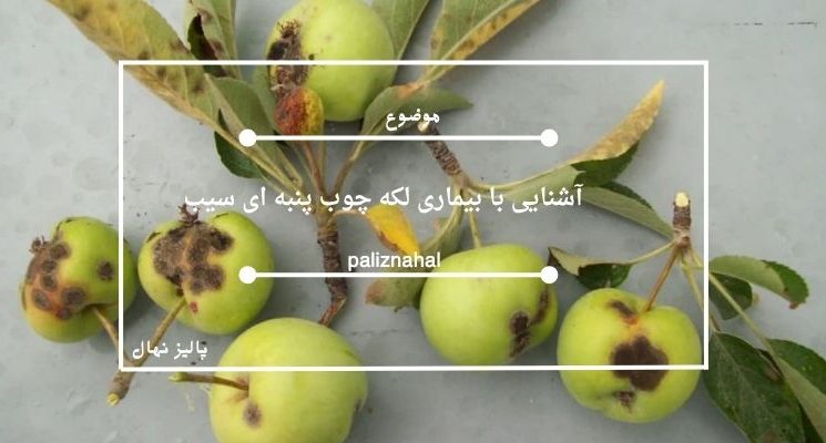 آشنایی با بیماری لکه چوب پنبه ای سیب