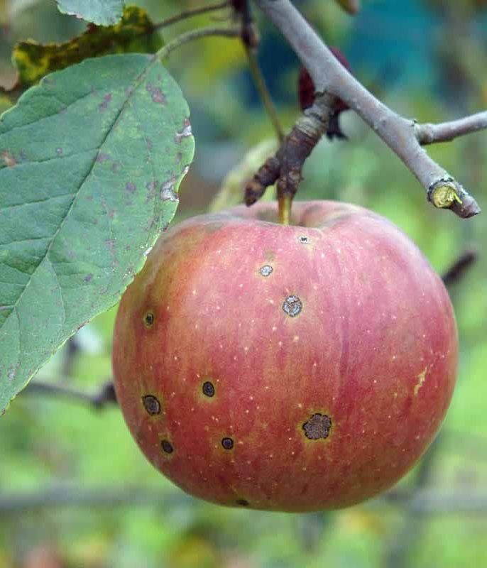 تعریف بیماری لکه چوب پنبه ای سیب