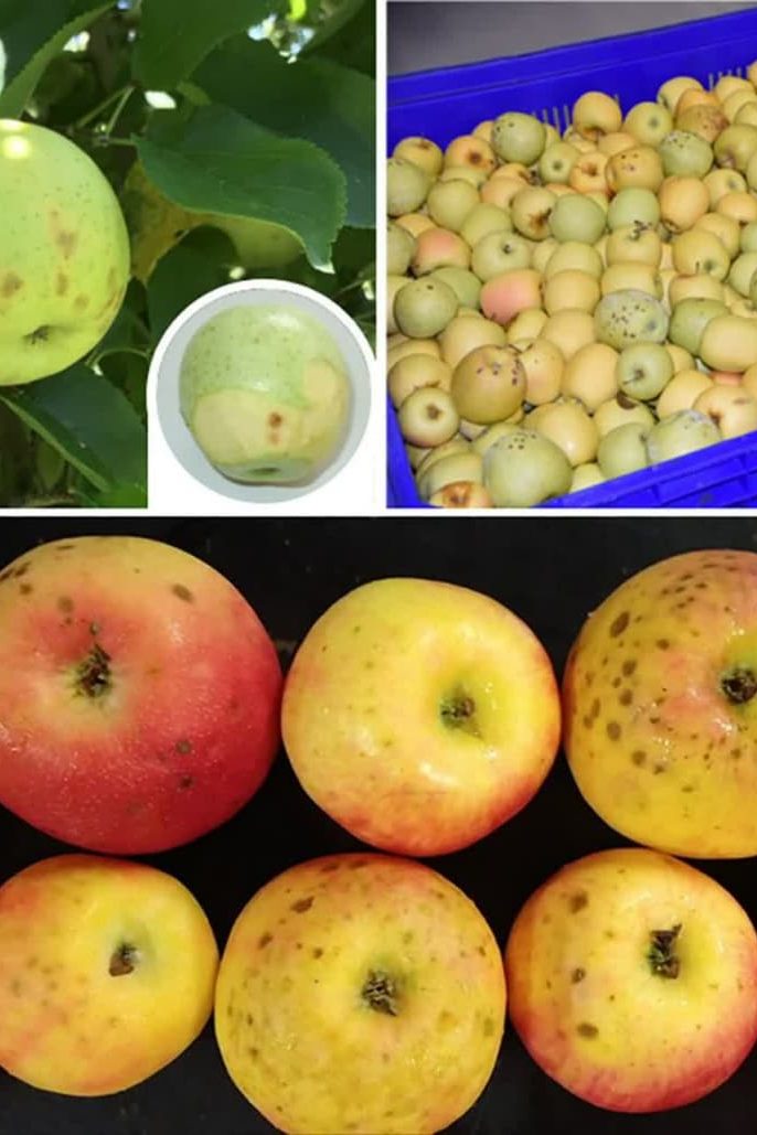 روش‌های درمان بیماری لکه چوب پنبه ای سیب