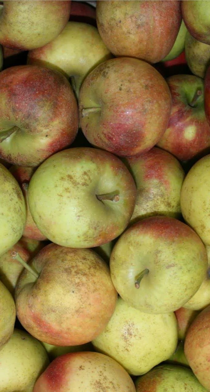 روش‌های پیشگیری از بیماری لکه چوب پنبه ای سیب