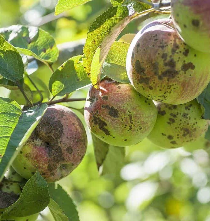علائم بیماری لکه چوب پنبه ای سیب