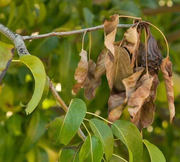مدیریت یکپارچه بیماری (IPM) برای آتشک سیب