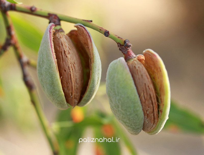 نهال بادام تاجری