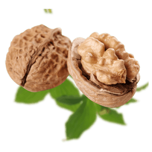 خرید نهال گردو مراغه