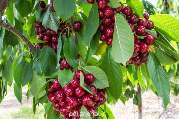 نهال آلبالو پربار سیکانی