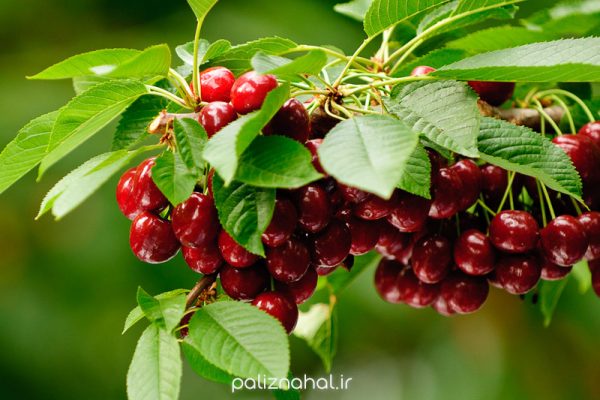 نهال گیلاس دورون نری
