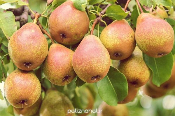 نهال گلابی بارتلت