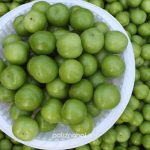 خرید نهال گوجه سبز ترکیه