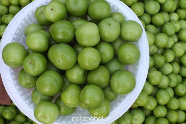 نهال گوجه سبز ترکیه