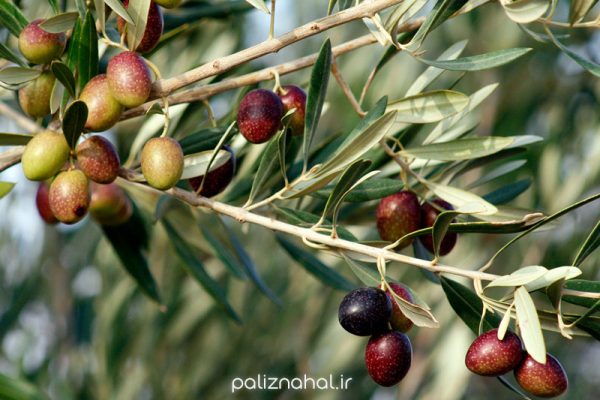 نهال زیتون شنگه