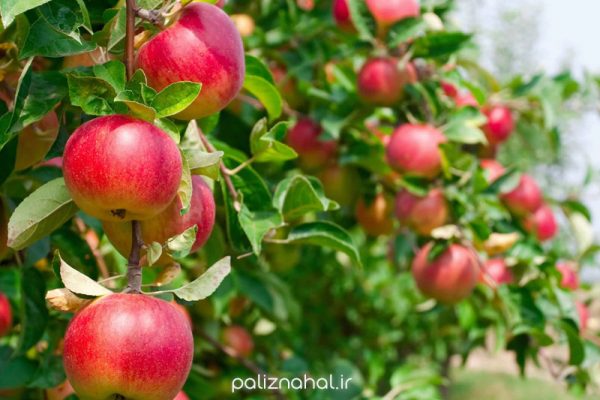 نهال سیب رندرز