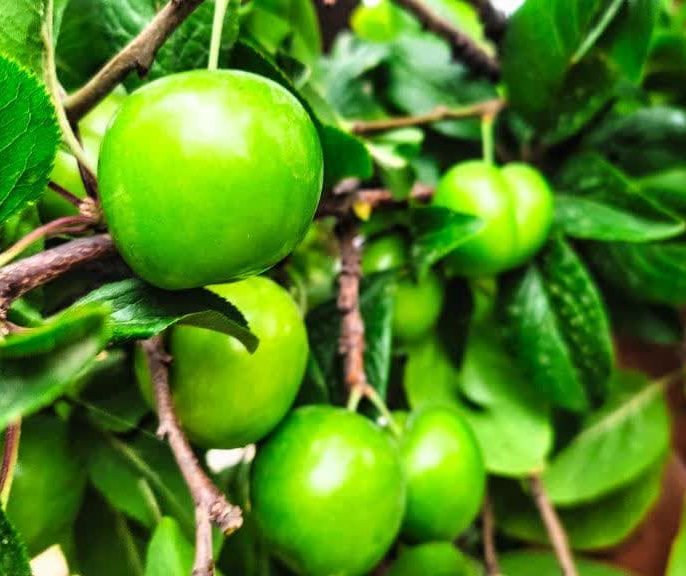 خرید نهال گوجه سبز سلطانی